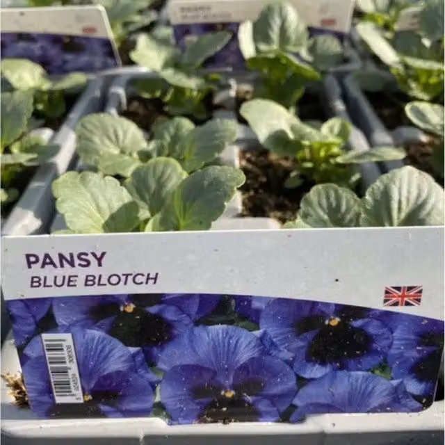 Plants by Post Blue Blotch Pansy Bedding Plants, 12 Pack, Blue and Yellow