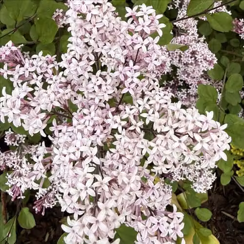 YouGarden Syringa Palibin Dwarf Lilac Ornamental Shrub, Purple and Green, 3L – 6