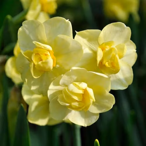 YouGarden Narcissus Yellow Cheerfulness Bulbs, Pack of 15 – 1
