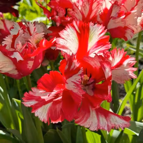 YouGarden Tulip Estella Rijnveld Bulbs, 24 Bulbs, White and Red, For Autumn Planting – 3