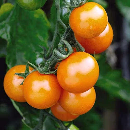 Thompson & Morgan Sungold F1 Hybrid Sweet Golden Cherry Tomato Seeds, Cordon Variety, 1x Seed Packet – 2