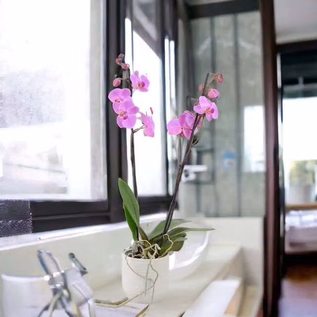 Plants by Post Light Pink Phalaenopsis Orchid with 2 Stems in a White Ceramic Pot