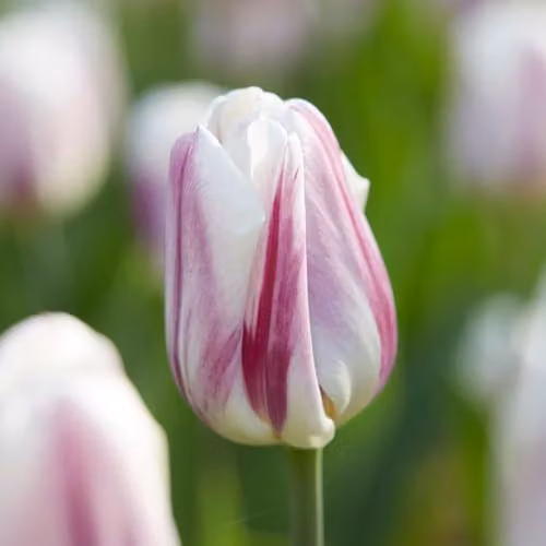 Thompson and Morgan Tulip Flaming Flag Bulbs, Creamy White and Purple Streaked Blooms, 8 Bulbs – 2
