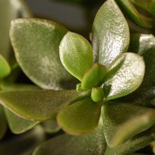 Thompson & Morgan Crassula ovata Hulk Money Plant Succulent, Green, 3 x 12cm Potted Indoor Plants – 2