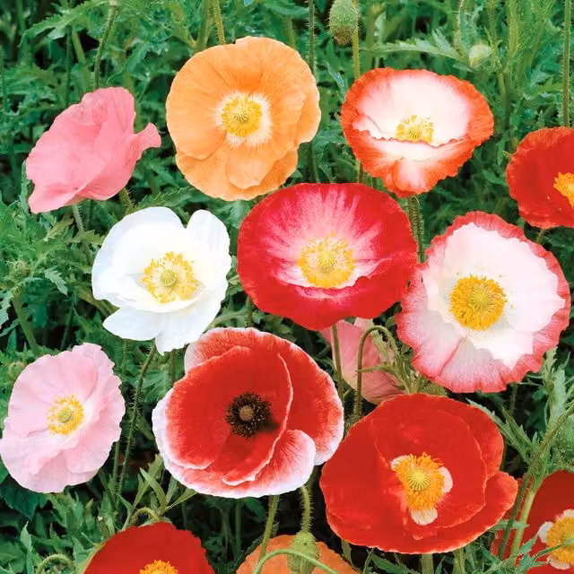 Unwins Shirley Poppy Multicolour Ornamental Flower Seeds