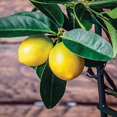 Thompson & Morgan 3 Pack Lemon Citrus Houseplant with Fragrant White Flowers in 9cm Pots – 3
