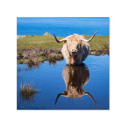 Highland Cow Polished Toughened Glass Kitchen Splashback, Multicolour, W: 60 cm x H: 60 cm – 2