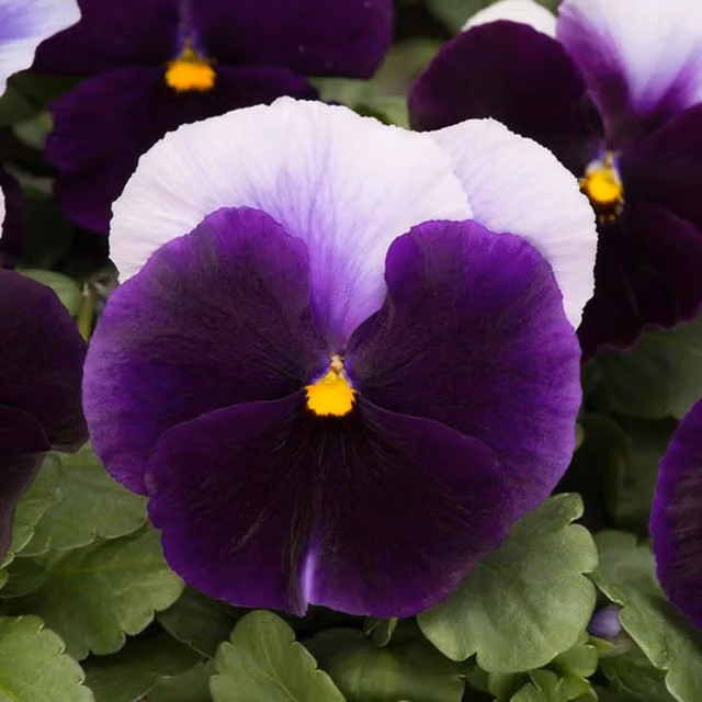 Plants by Post Pansy Beaconsfield 12 Bedding Plants in Recyclable Garden Trays, Violet-blue and White