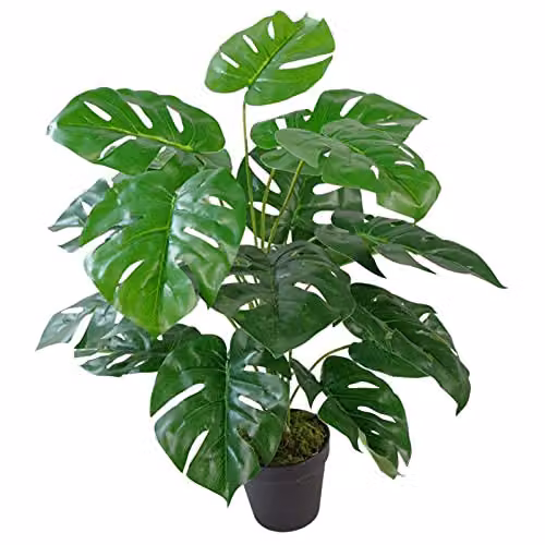 Leaf Design Realistic Artificial Monstera Cheese Plant in Green, Height: 60 cm