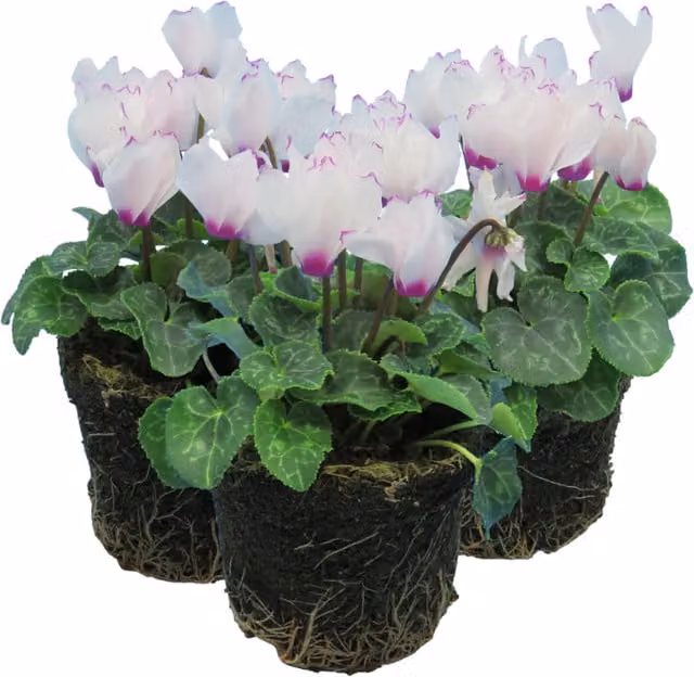 Plants by Post White Cyclamen Perennial Ornamental Plants, Pack of 3