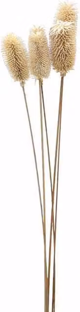 Lemon Pavilion Furniture and Decor Bouquet of Dried Tall Thistle Artificial Plant in White and Beige, W12 x D12 x H60 cm – 1