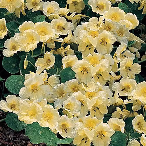 Thompson and Morgan Nasturtium Milkmaid Half-Hardy Annual Indian Cress Flower Seeds, White and Yellow – 1
