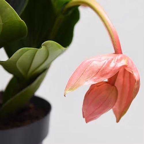 Thompson and Morgan Medinilla Magnifica Flamenco Flowering Indoor Tropical Plant with 17cm Pot, Pink – 3