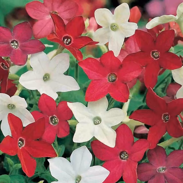 Unwins Nicotiana Little Nicky Multicolour Ornamental Flower Seeds