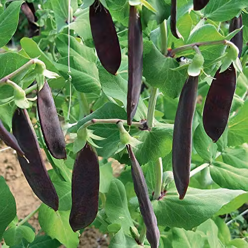 Thompson and Morgan Mangetout Shiraz Hardy Annual Purple Vegetable Seeds (100 Seeds) – 1