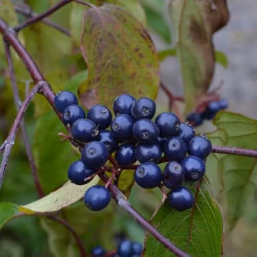 Thompson & Morgan Cornus Amomum Blue Cloud Deciduous Dogwood Ornamental Shrub with White Spring Blooms and Blue Autumn Berries, Pack of 3, 9cm Pots