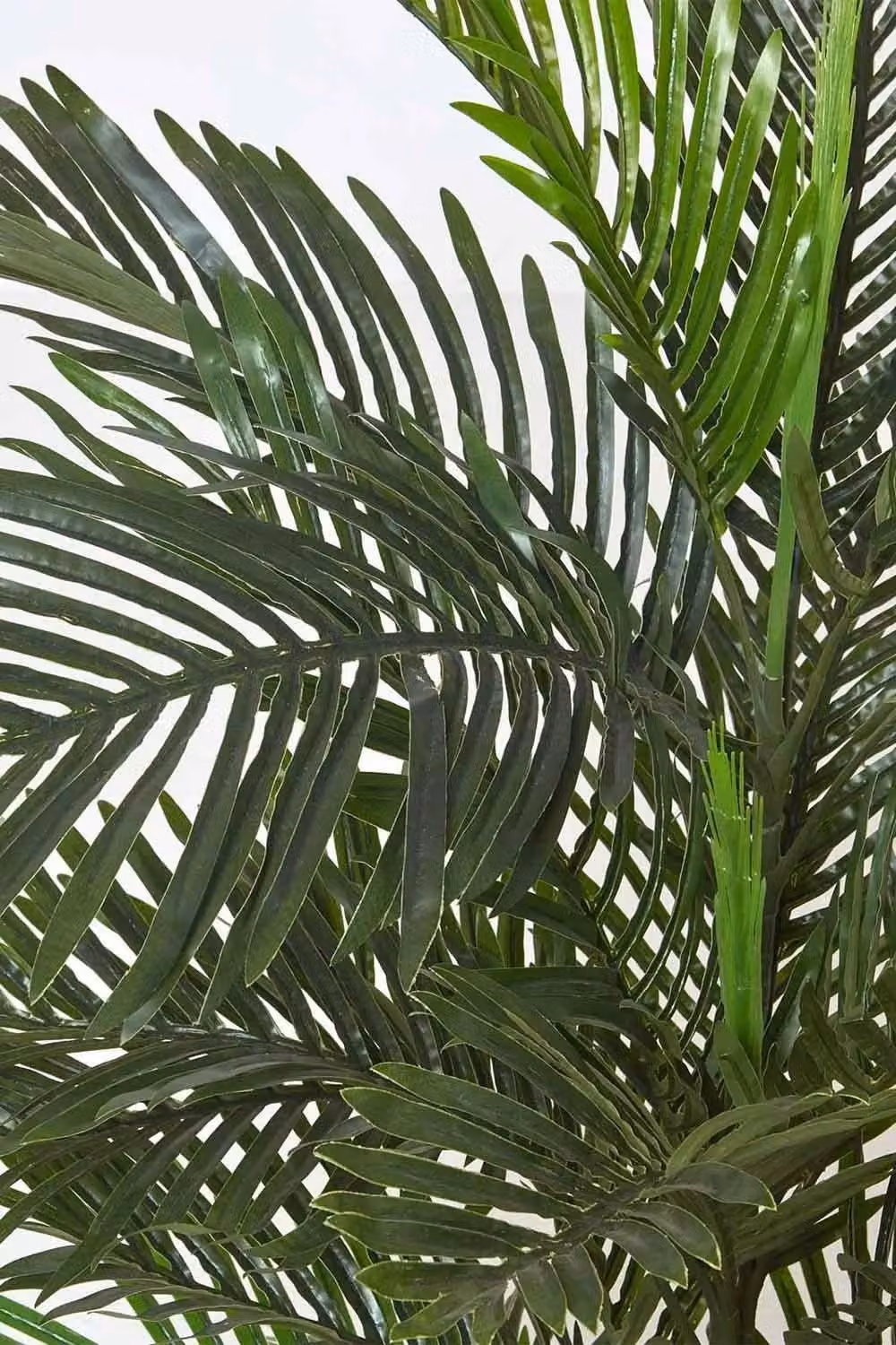 Homescapes Multi Stem Green Palm Tree in Pot, Height: 180 cm – 3