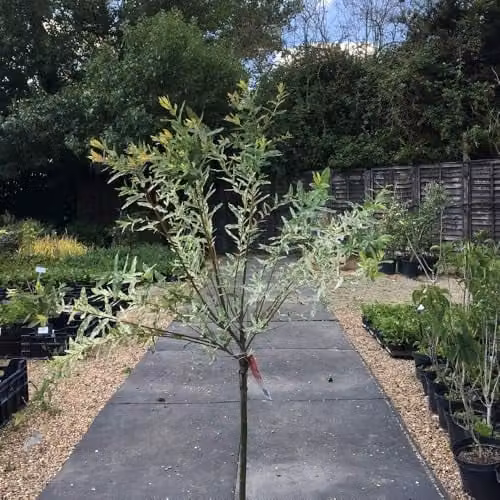 Thompson and Morgan Salix Integra Hakuro-nishiki Flaming Shrimp Standard Ornamental Shrub, 2 x 80cm Stem, 21cm Pot – 1