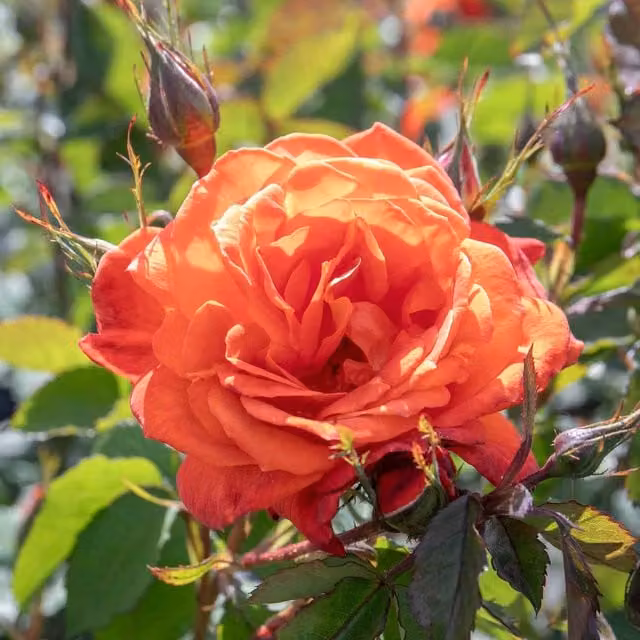 Marshalls Super Trouper Floribunda Rose, Fiery Orange
