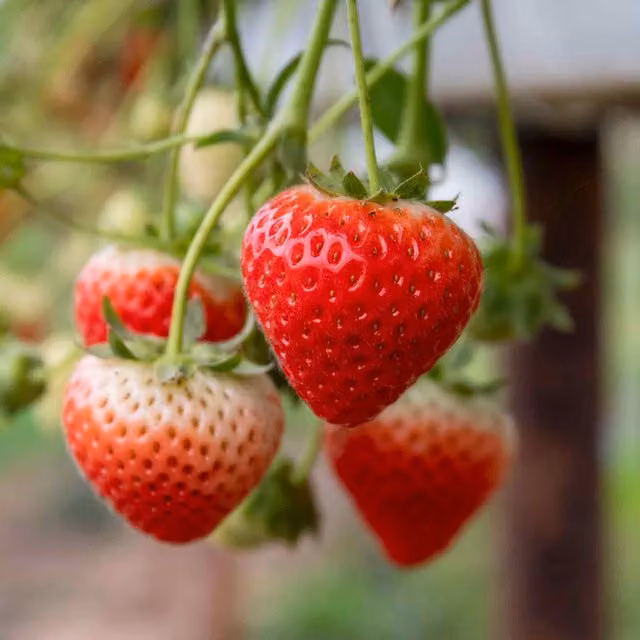 Marshalls Garden Strawberry Sweetheart Red Summer Perennial Berry Bush