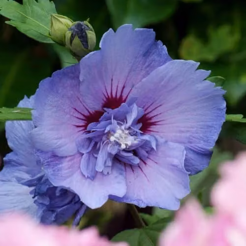 YouGarden Hibiscus Blue Chiffon Standard Ornamental Tree, Height: 90 cm - 1.2 m – 1