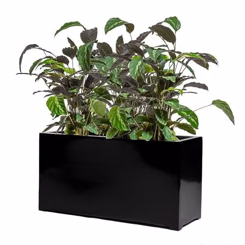 Primrose Black Gloss Polystone Trough Planter, W: 80 cm, D: 40 cm, H: 30 cm – 2