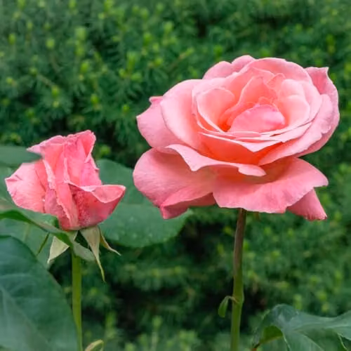 Thompson & Morgan Rose Queen Elizabeth Floribunda, Pink, 4x Bare Roots