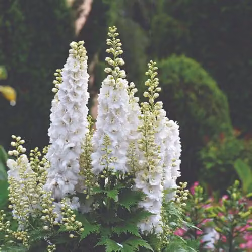 Thompson & Morgan Larkspur Qis White Flower Seeds