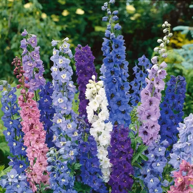 Unwins Delphinium Pacific Giants Flower Seeds in Pink, White, Blue and Multicolour