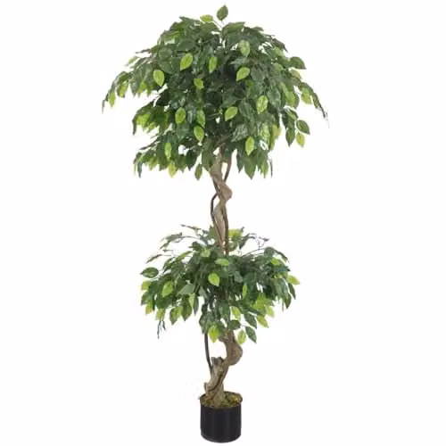 Leaf Design UK Realistic Extra Large Green Twisted Ficus Tree, Height: 150 cm, Width: 40 cm, Depth: 40 cm