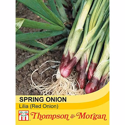 Thompson & Morgan Lilia Spring Onion Seeds, 500 Seeds – 2