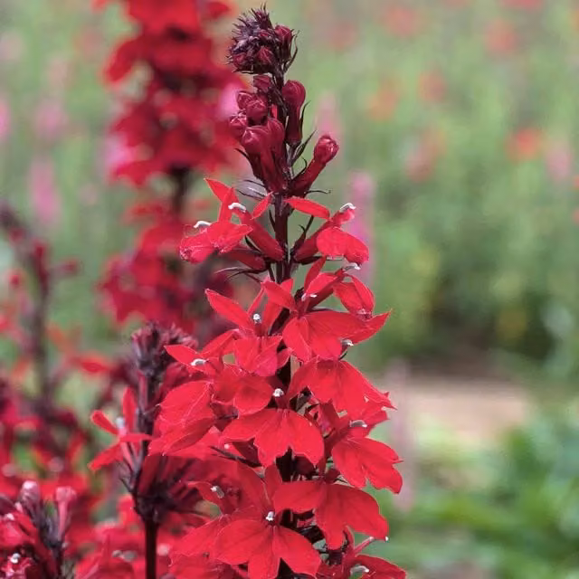 Marshalls Garden Lobelia Starship Collection, three pollinator-friendly summer bedding plants in blue, pink and red