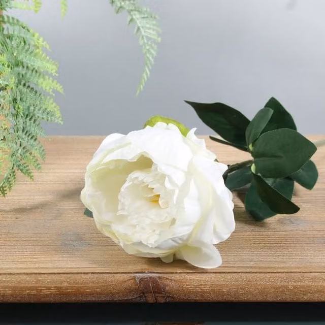 Kingsbury Gifts Single Arundel Garden Peony, White, Height: 57 cm