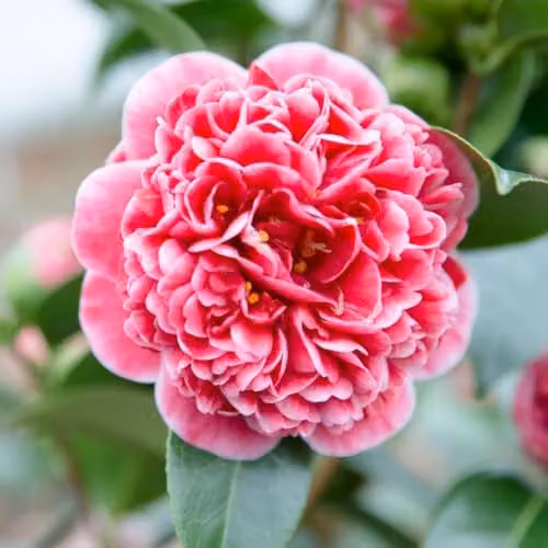 Thompson & Morgan Camellia Japonica Volunteer Hardy Evergreen Ornamental Shrub with Pink and White Double Flowers, 15cm Pot