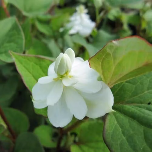 Thompson and Morgan Houttuynia Cordata Plena Hardy Perennial with Double White Flowers and Aromatic Foliage, 3 x 9cm Pots