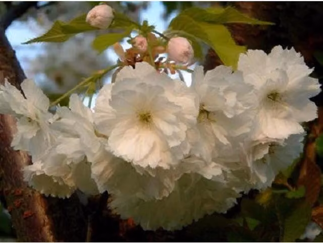 Direct Plants Prunus Longipes Blushing Bride Flowering Cherry Tree, Pink, 7.5L Pot