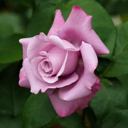 YouGarden Harkness Roses Harry Edland Established Perennial Plant with Lilac Flowers in 4 Litre Pot – 2