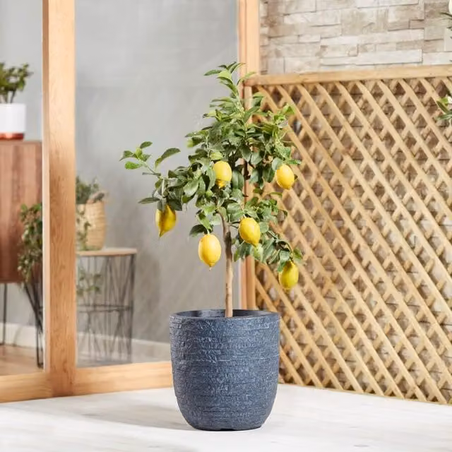 Thompson & Morgan Lemon Citrus Indoor Fruit Tree