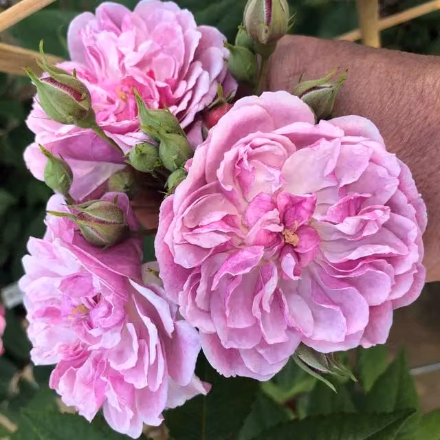 Marshalls Garden Siluetta Romantic Pink Compact Repeat-Flowering Climbing Rose Shrub, Height: 1.8 m