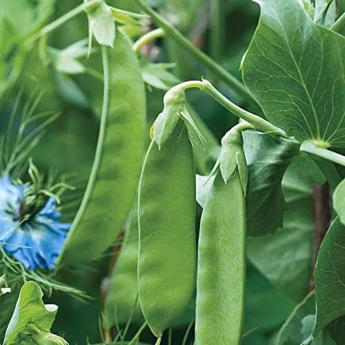 Thompson and Morgan Snow Wind Pea Mangetout Vegetable Seeds, 125 Seeds