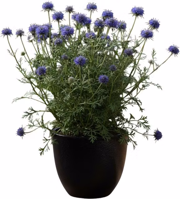 Plants by Post Scabious Blue Note Pincushion Perennial Flower, Lavender Blue, 1L Pot