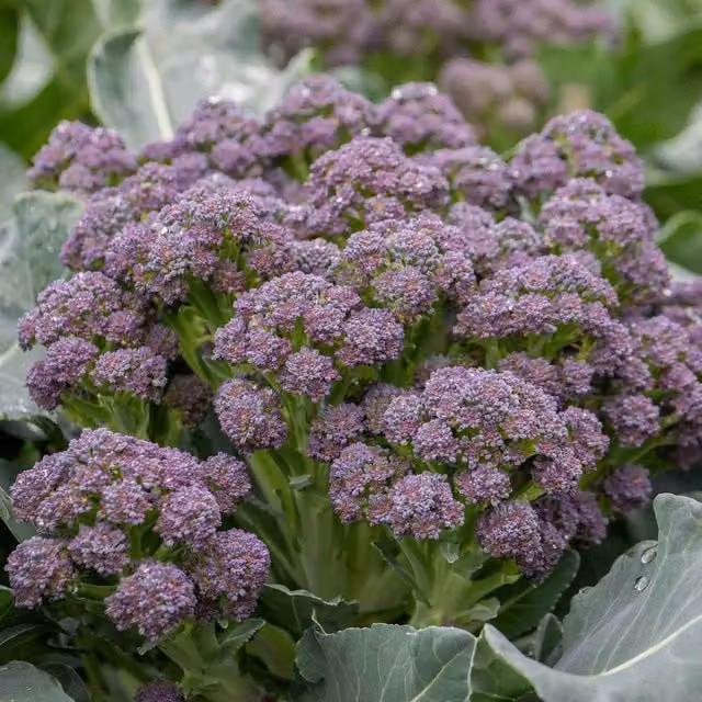 Marshalls Garden Alaska F1 Hybrid Green Cabbage Seeds