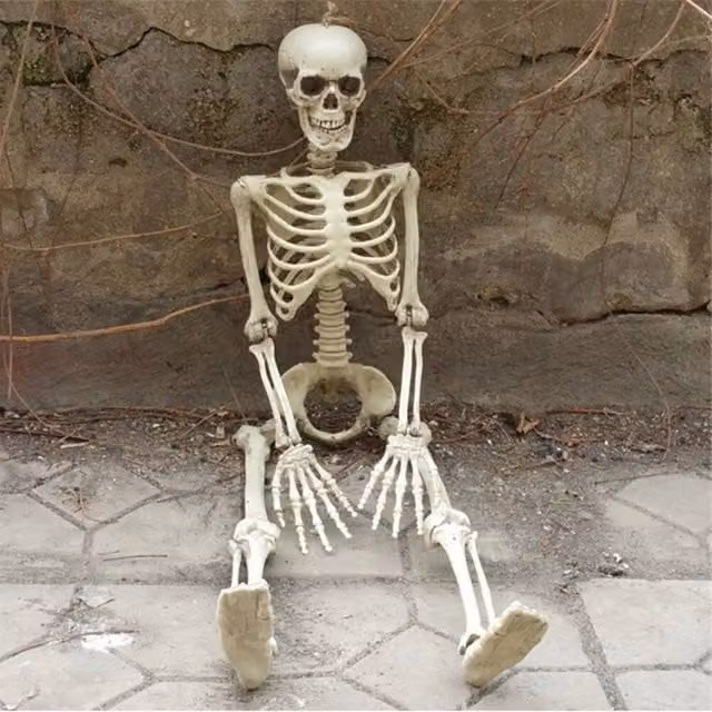 FLAVORA Full Size Posable Human Skeleton, White, Height: 160 cm – 1