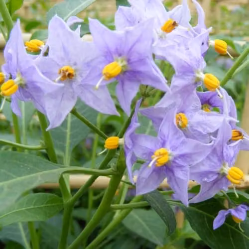 Thompson & Morgan Solanum Crispum Glasnevin Hardy Climbing Shrub with Purple Blooms, 3 Litre Potted Plant