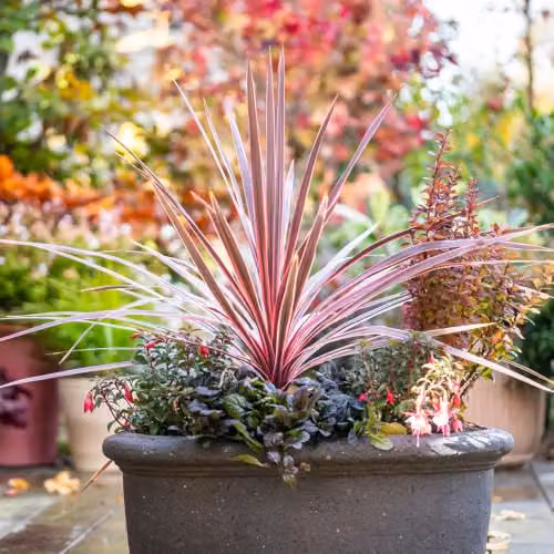 YouGarden Cordyline Australis Charlie Boy Ornamental Potted Plant, Height: 40-60 cm – 3