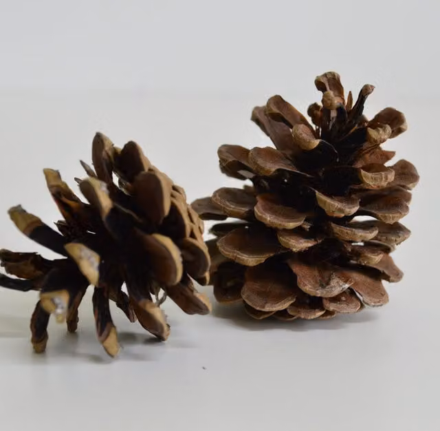 Natural Crafts Organic Brown Pine Cones, 1kg