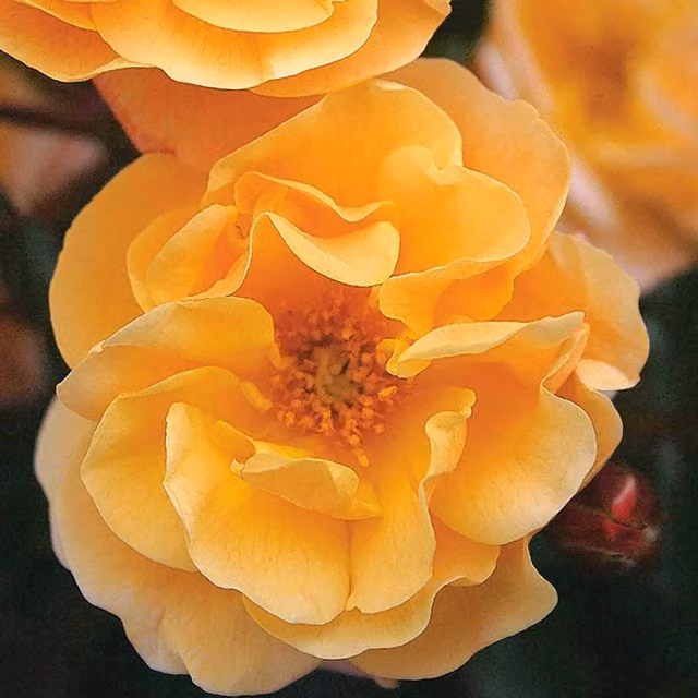 Marshalls Garden Rose Flower Carpet Amber Ground Cover Shrub in Orange and Yellow