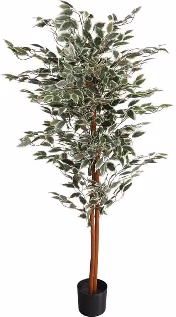 Leaf Artificial Ficus Variegated Tree in Green, Height: 160 cm, Width: 80 cm