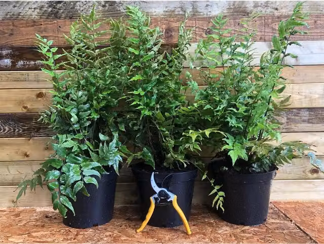 Direct Plants Cyrtomium Fortunei Fern, Green, 2-3L Pot, 30-40cm