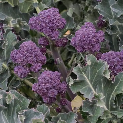 Thompson and Morgan Broccoli Sprouting Summer Purple Seeds, 200 Seeds